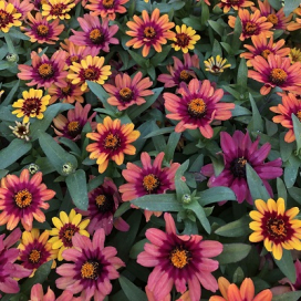 Zinnia Profusion Red Yellow Bicolor